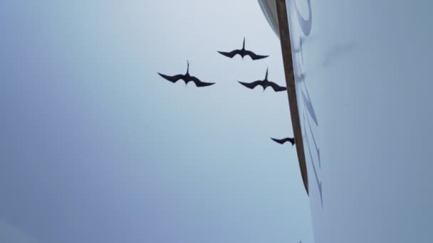 Csodálatos Fregatebird Fregata Magnificens Egy Nagy Fekete Tengeri Madár Jellegzetes — Stock videók