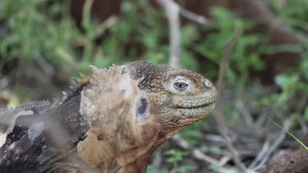 Iguana Terrestre Galápagos Amarilla También Conocida Como Drusenkopf Conolophus Subcristatus — Vídeos de Stock