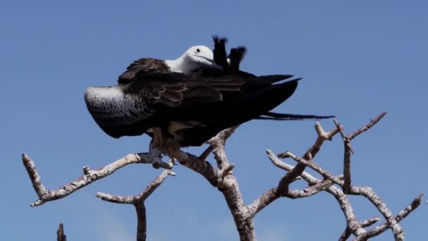 Slow Motion Magnificent Frigatebird Fregata Magnificens Una Gran Ave Marina — Vídeos de Stock