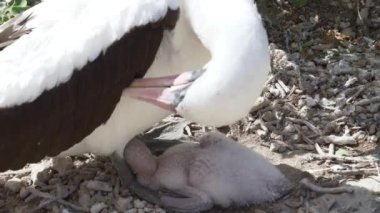 Nazca bubi, Sula Granti, Ekvador Pasifik Okyanusu 'ndaki Galapagos adalarında yavrularını yumurtadan çıkaran beyaz bir deniz kuşu..