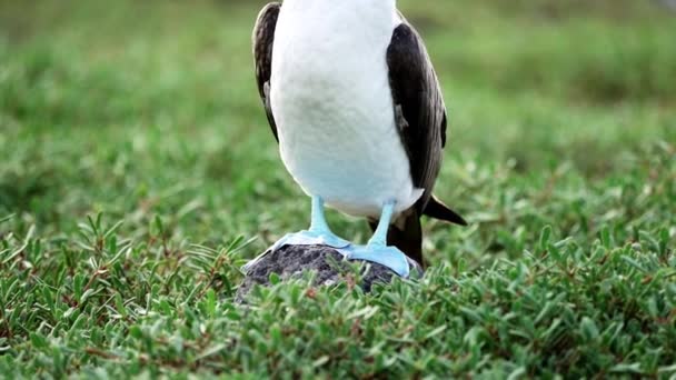 Zeitlupe Eines Blaufüßlers Sula Nebouxii Ein Meeresvogel Der Subtropischen Und — Stockvideo