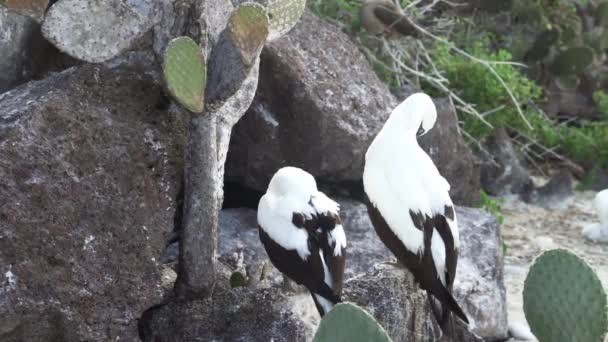 Nazca Booby Sula Granti 一只在厄瓜多尔太平洋加拉帕戈斯岛上筑巢的白色海鸟 — 图库视频影像