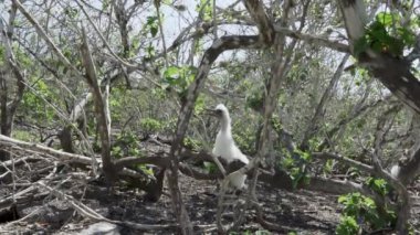 Şirin bebek Nazca memeli piliç, Sula granti, tüylü tüylü tüylü, Ekvador 'daki Galapagos adalarının Pasifik Okyanusu' ndaki Genovesa adasında oturuyor..