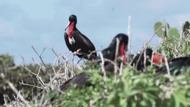 Mișcarea Lentă Masculinului Magnificent Frigatebird Fregata Magnificens Mare Fund Negru — Videoclip de stoc
