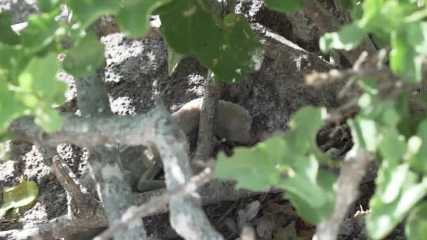 Nazca Booby Sula Granti Pisklęta Walczące Sobą Przetrwanie Wyspach Galapagos — Wideo stockowe