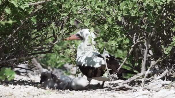 Nazca Booby Sula Granti Pássaro Marinho Branco Eclodindo Seus Filhotes — Vídeo de Stock