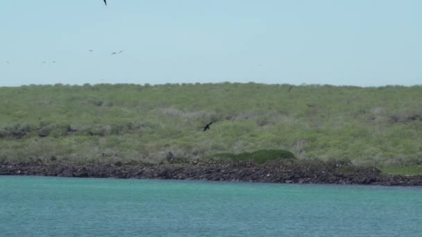 雄鸟雄鸟的慢动作华丽的弗里加塔华丽 一种黑色的大型海鸟 有一个典型的红色腺体囊 飞越加拉帕戈斯群岛 厄瓜多尔 南美洲 — 图库视频影像