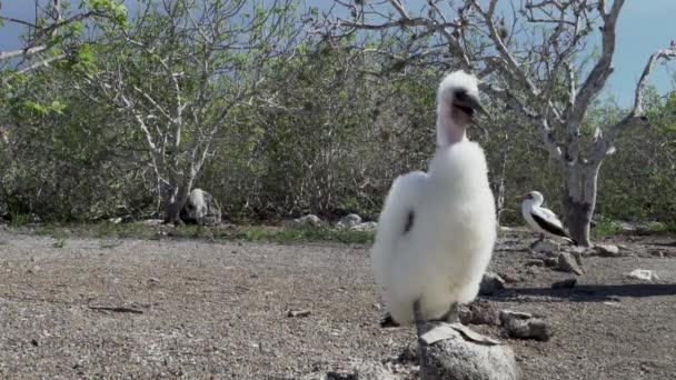 位于厄瓜多尔加拉帕戈斯群岛太平洋的热那维萨岛上 可爱的小纳斯卡宝宝 名叫苏拉 格里安蒂 毛茸茸的羽毛躺在地上 — 图库视频影像