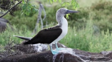 Doğu Pasifik Okyanusu 'nun tropikal ve tropikal bölgelerine özgü bir deniz kuşu olan Sula nebouxii adlı mavi ayaklı sümsük kuşunun yavaş çekim gücü ve ayrıca Ekvador' un Galapagos adalarında da görülebilir..