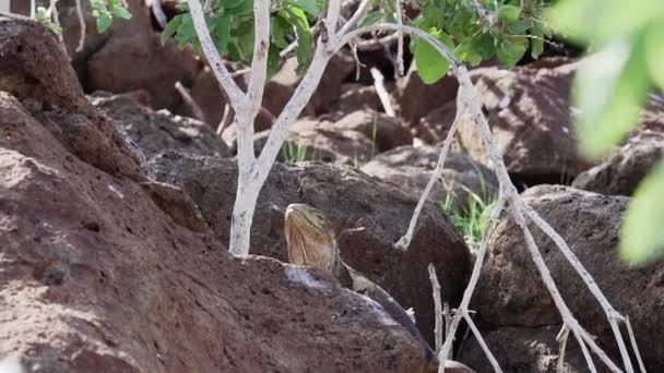 Αργή Κίνηση Ενός Κίτρινου Galapagos Γης Iguana Επίσης Γνωστή Drusenkopf — Αρχείο Βίντεο