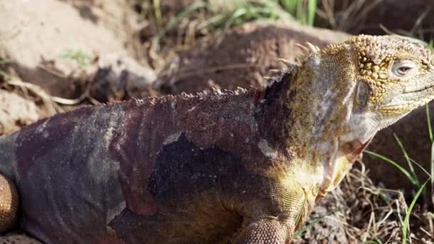 一种黄色的加拉帕戈斯陆地鬣蜥的缓慢运动 也被称为 Drusenkopf Conolophus Subcristatus 是厄瓜多尔加拉帕戈斯群岛特有的动物 — 图库视频影像