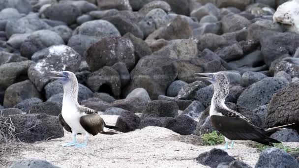 一种原产于东太平洋亚热带和热带地区的海鸟 Sula Nebouxii 是一种蓝脚雷鸟的慢动作 也可以在厄瓜多尔加拉帕戈斯群岛上找到 — 图库视频影像