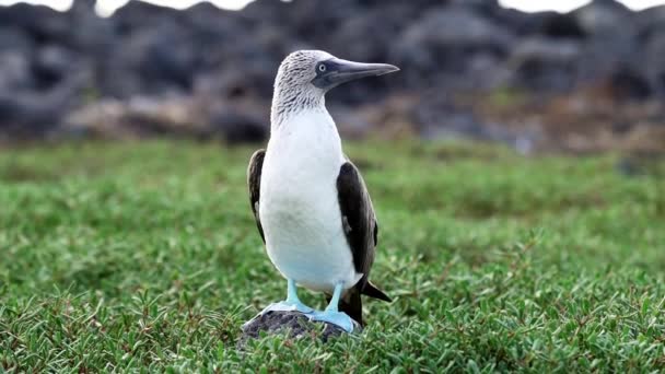 Замедленное Движение Синеногой Буби Sula Nebouxii Морской Птицы Обитающей Субтропических — стоковое видео
