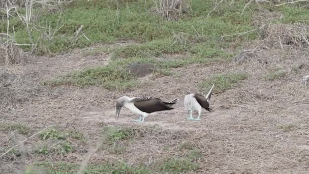 一种原产于东太平洋亚热带和热带地区的海鸟 Sula Nebouxii 是一种蓝脚雷鸟的慢动作 也可以在厄瓜多尔加拉帕戈斯群岛上找到 — 图库视频影像