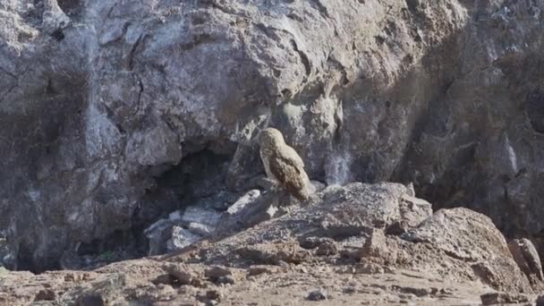 Galapagos Lyhytkorvainen Pöllö Asio Galapagoensis Istuu Genovesan Saaren Kiven Varjossa — kuvapankkivideo