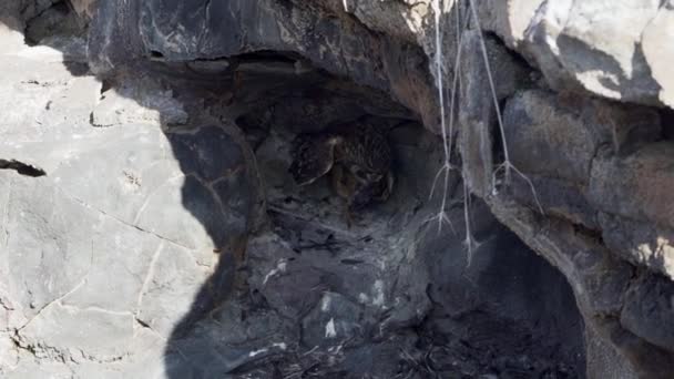 Galapagos Kurzohr Asio Galapagoensis Sitzt Einer Kleinen Höhle Mit Seinen — Stockvideo