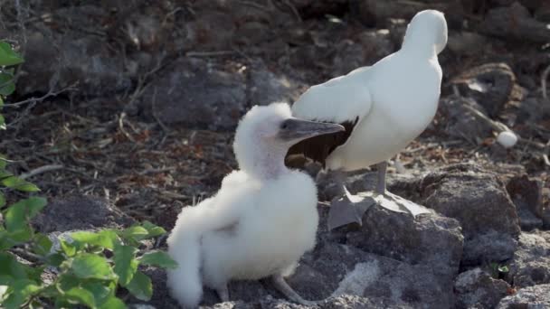 Nazca Booby Sula Granti 一只白色的海鸟 在厄瓜多尔太平洋的加拉帕戈斯岛上孵小鸡 — 图库视频影像