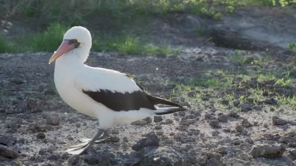Nazca Booby Sula Granti Ein Weißer Seevogel Der Auf Den — Stockvideo