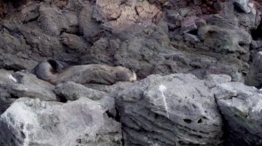 Galapagos kürk foku, Arctocephalus galapagoensis, Pasifik Okyanusu 'ndaki Bartolome Adası' nın volkanik kayalıklarında, Galapagos Adaları, Ekvador