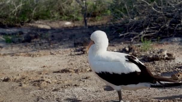 Nazca Booby Sula Granti 一只在厄瓜多尔太平洋加拉帕戈斯岛上筑巢的白色海鸟 — 图库视频影像