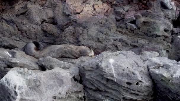 Галапагосский Морской Котик Arctohalus Galapagoensis Лежащий Вулканических Скалах Острова Оломе — стоковое видео