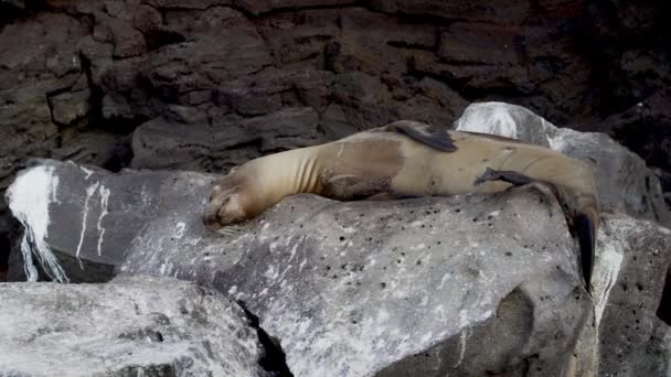 Ausgewachsene Galapagos Seelöwen Zalophus Wollebaeki Sandstrand Der Galapagos Inseln Pazifischen — Stockvideo