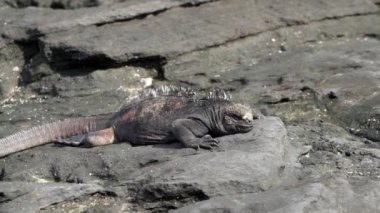 Deniz iguanası, Amblyrhynchus kristali (ayrıca deniz, tuzlu su veya Galapagos deniz iguanası olarak da bilinir), sadece Galapagos adalarında bulunan su altında beslenebilen tek kertenkele türü..