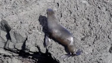 Galapagos kürk foku, Arctocephalus galapagoensis, Bartolome Adası 'nın Pasifik Okyanusu' ndaki volkanik kayalıklarında, Galapagos Adaları, Ekvador