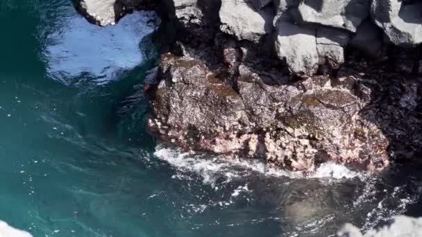 Dorosły Lew Morski Galapagos Zalophus Wollebaeki Wyspach Galapagos Oceanie Pacyficznym — Wideo stockowe