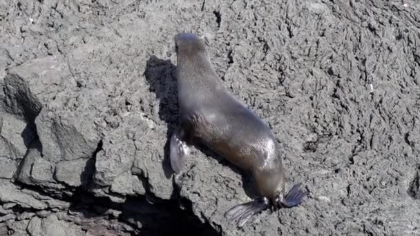 Galapagos Fur Seal Arctocephalus Galapagoensis Sulle Scogliere Vulcaniche Dell Isola — Video Stock