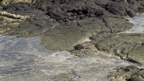 Marine Iguana Amblyrhynchus Cristatus Also Sea Saltwater Galapagos Marine Iguana — Stock Video