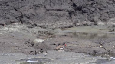 Anne amerikan istiridye avcısı, Haematopus palliatus, ekvador 'daki Galapagos adalarındaki Santiago adasının lav kayalarının üzerinde küçük sevimli bir civcivle birlikte yürüyor..