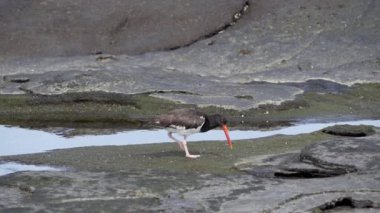 Anne amerikan istiridye avcısı, Haematopus palliatus, ekvador 'daki Galapagos adalarındaki Santiago adasının lav kayalarının üzerinde küçük sevimli bir civcivle birlikte yürüyor..