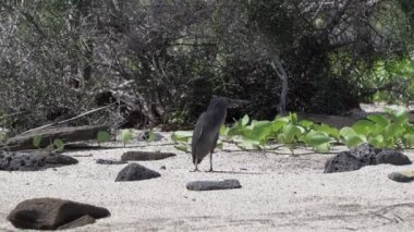 Anne amerikan istiridye avcısı, Haematopus palliatus, ekvador 'daki Galapagos adalarındaki Santiago adasının lav kayalarının üzerinde küçük sevimli bir civcivle birlikte yürüyor..