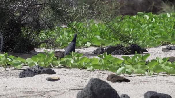 Galapagos Lava Heron Butorides Sundevalli Passeggiando Una Spiaggia Sabbia Bianca — Video Stock