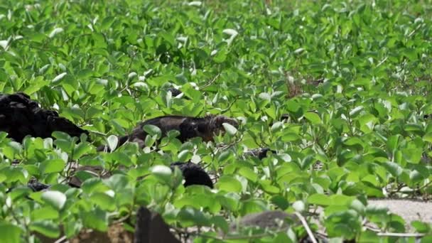 Powolny Ruch Żółtego Galapagos Land Iguana Znany Również Jako Drusenkopf — Wideo stockowe
