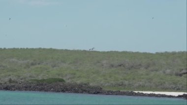 Muhteşem fregat kuşu, Fregata büyütür, karakteristik kırmızı bir kesesi olan büyük bir Karadeniz kuşu, Galapagos adalarının kıyı şeridinde açık mavi gökyüzünde uçan fırkateyn kuşu..