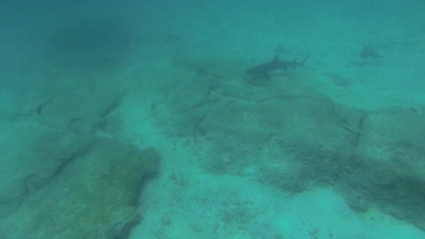 在厄瓜多尔加拉帕戈斯群岛的水下世界里 在一次潜水探险中发现了一条白尖礁鲨 Triaenodon Obesus — 图库视频影像