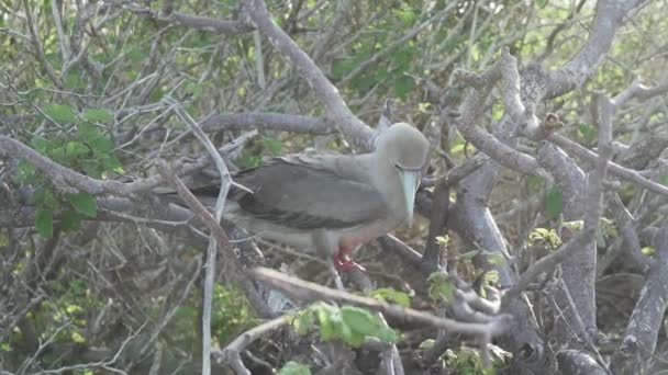 Kırmızı Ayaklı Sümsük Kuşu Sula Sula Ekvador Daki Galapagos Adalarının — Stok video
