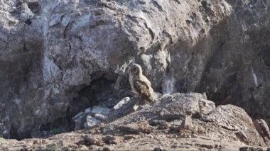 Galapagos kısa kulaklı baykuş, Asio galapagoensis, Güney Amerika 'daki Galapagos adalarının Pasifik Okyanusu' ndaki Genovesa adasında bir kayanın gölgesinde oturuyor..