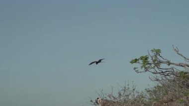 Olağanüstü bir fregat kuşu, Fregata magnificens, karakteristik kırmızı bir kese ile büyük bir Karadeniz kuşu, Fırkateyn kuşu, Ekvador 'daki Pasifik Okyanusu' ndaki Galapagos adalarının kıyılarındaki bir yolcu gemisinin üzerinde açık mavi gökyüzünde süzülüyor..