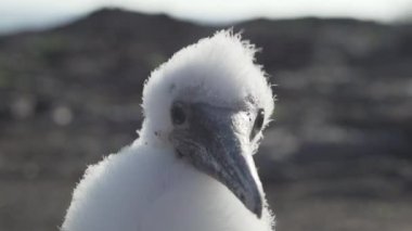 Şirin bebek Nazca memeli piliç, Sula granti, tüylü tüylü tüylü, Ekvador 'daki Galapagos adalarının Pasifik Okyanusu' ndaki Genovesa adasında oturuyor..