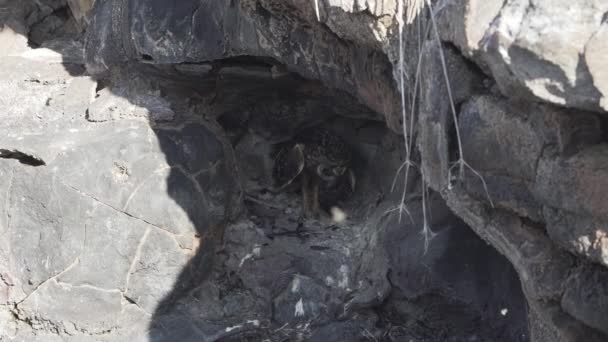 Galapagos Rövid Fülű Bagoly Asio Galapagoensis Egy Kis Barlangban Ücsörög — Stock videók