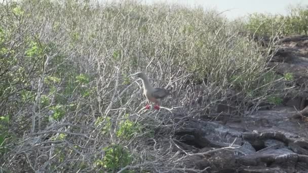Kırmızı Ayaklı Sümsük Kuşu Sula Sula Ekvador Daki Galapagos Adalarının — Stok video