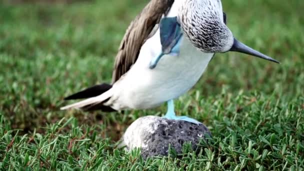 Slow Motion Blue Footed Booby Sula Nebouxii Marine Bird Native — Stock Video