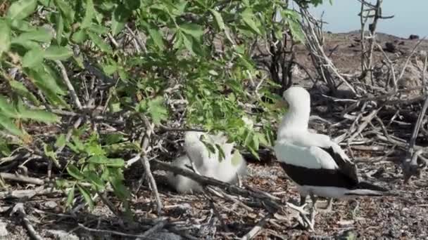 Nazca Booby Sula Granti Een Witte Zeevogel Die Zijn Kuikens — Stockvideo