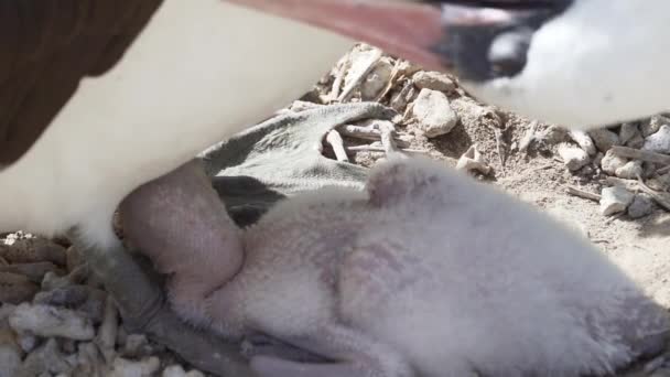 Nazca Booby Sula Granti Pássaro Marinho Branco Eclodindo Seus Filhotes — Vídeo de Stock