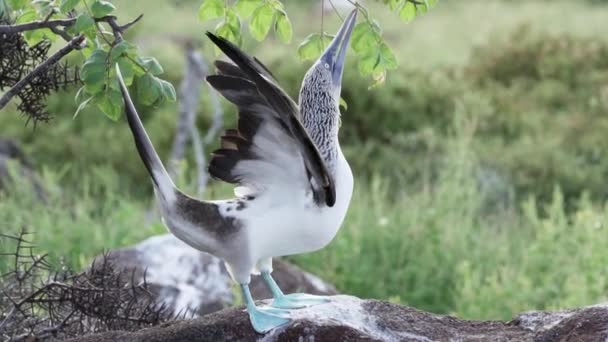 東太平洋の亜熱帯および熱帯地域に生息する海洋鳥であるブルーフットボービーのゆっくりとした動きは エクアドルのガラパゴス諸島で見つけることができます — ストック動画
