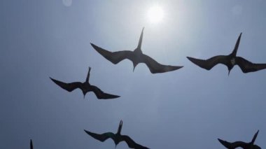 Olağanüstü bir fregat kuşu, Fregata magnificens, karakteristik kırmızı bir kese ile büyük bir Karadeniz kuşu, Fırkateyn kuşu, Ekvador 'daki Pasifik Okyanusu' ndaki Galapagos adalarının kıyılarındaki bir yolcu gemisinin üzerinde açık mavi gökyüzünde süzülüyor..
