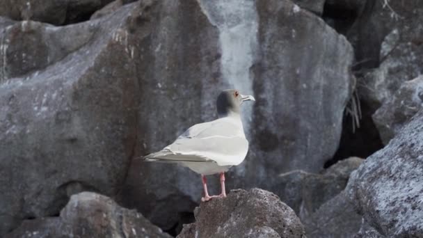 Engolir Gaivota Cauda Creagrus Furcatus Paisagem Rochosa Das Ilhas Galápagos — Vídeo de Stock